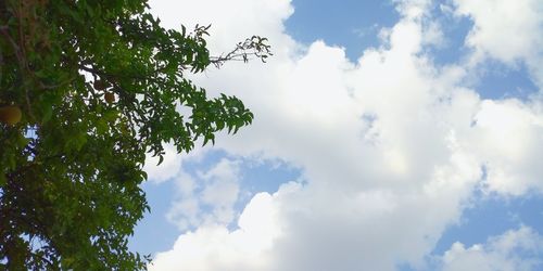 Low angle view of trees against sky