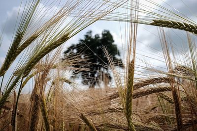 Close-up of crops growing on field against sky