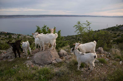 Young black and white goats on a rocky meadow, lake in the background