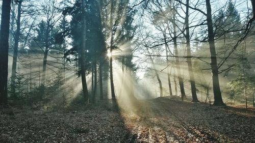 Bare trees in forest