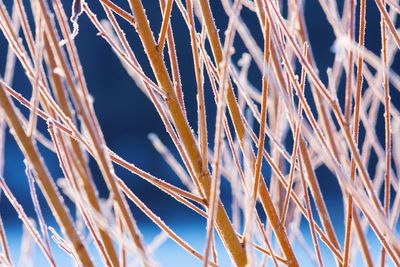 Close-up of grass against sky