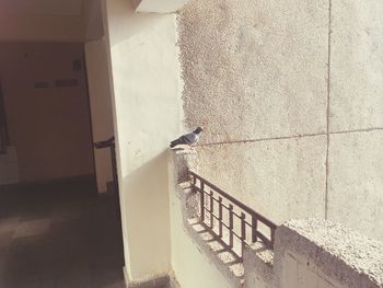 Bird perching on railing against wall