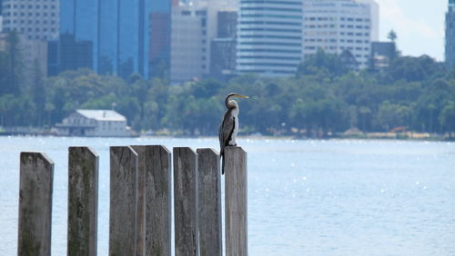 Bird perching on railing against sea