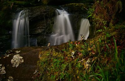 Scenic view of waterfall in forest