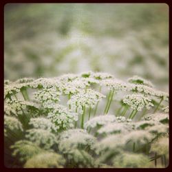 Close-up of white flowers