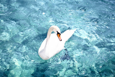 High angle view of swan swimming in sea