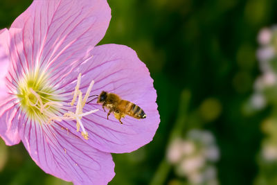Close-up of bee pollinating on purple flower