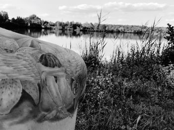 Close-up of horse on field by lake