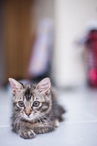 Portrait of cat sitting on floor