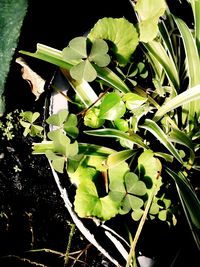 Close-up of plants in water