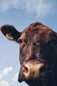 Low angle view of cow standing against sky