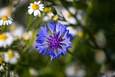 Close-up of purple flowering plant