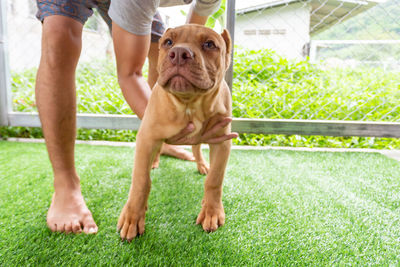 Low section of man with dog on grassy field