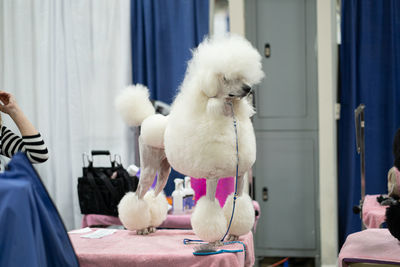 Close-up of a show poodle standing on a grooming table attached to a leash