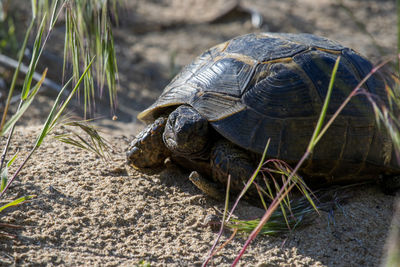 Close-up of turtle on field