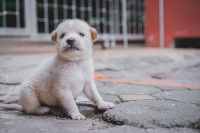 Portrait of cute puppy sitting outdoors