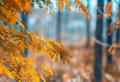 Close-up of yellow maple leaves on tree