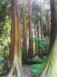 View of trees in forest