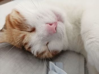 Close-up of cat sleeping