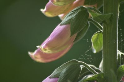 Close-up of flower blooming outdoors