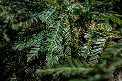 Close-up of sequoia tree leaves
