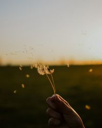 Close-up of hand holding dandelion against sky during sunset