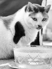 Close-up of cat on table