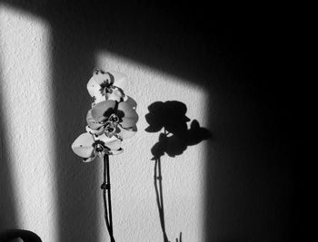 Close-up of flowers in vase against wall