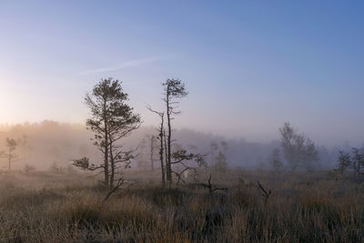 Misty mire landscape with swamp pines and traditional mire vegetation, fuzzy background, fog in bog