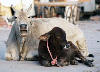 Cow with calf resting on street