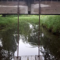 Reflection of grass in lake