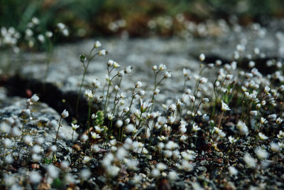 Close-up of white flowering plant on field