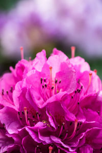 Close-up of pink flowers