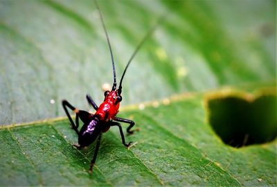 Close-up of insect on leaf