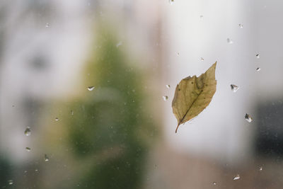 Close-up of wet glass window during rainy season