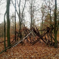 Bare trees against sky