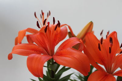 Close-up of day lily blooming against sky