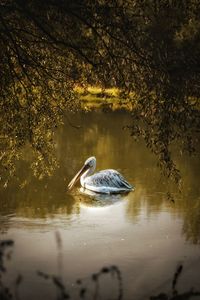 Pelican  swimming in lake