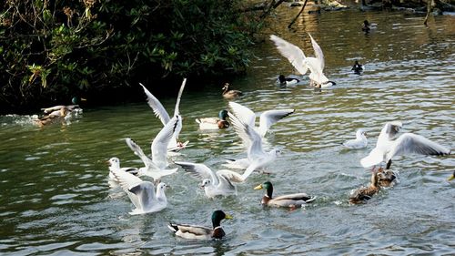 Birds flying over water