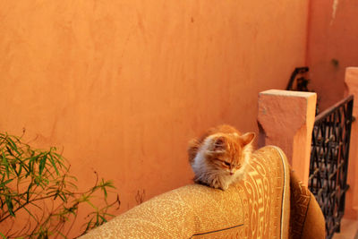 Cat sitting by wall