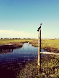 Bird perching on wooden post in lake against clear sky