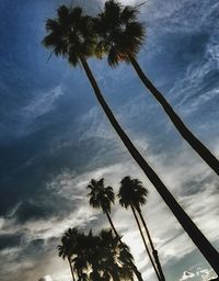 Low angle view of palm trees against cloudy sky