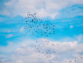 Low angle view of birds flying in sky