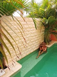 High angle view of palm tree