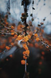 Close-up of orange leaves on tree