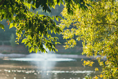 Scenic view of yellow tree