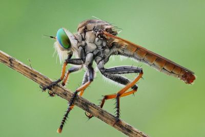 Close-up of insect on plant