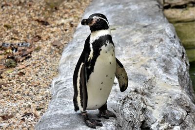 Close-up of penguin standing on rock