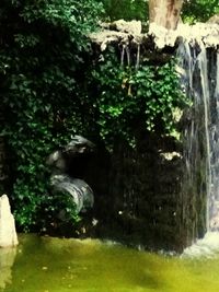 Plants growing on tree