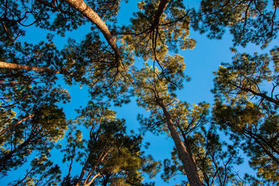 Low angle view of tree against sky